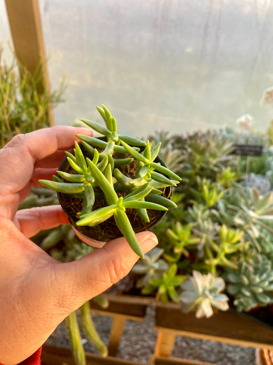 Succulent Crassula Tetragona Mini Pine Tree 2.5” Pot Live Plant