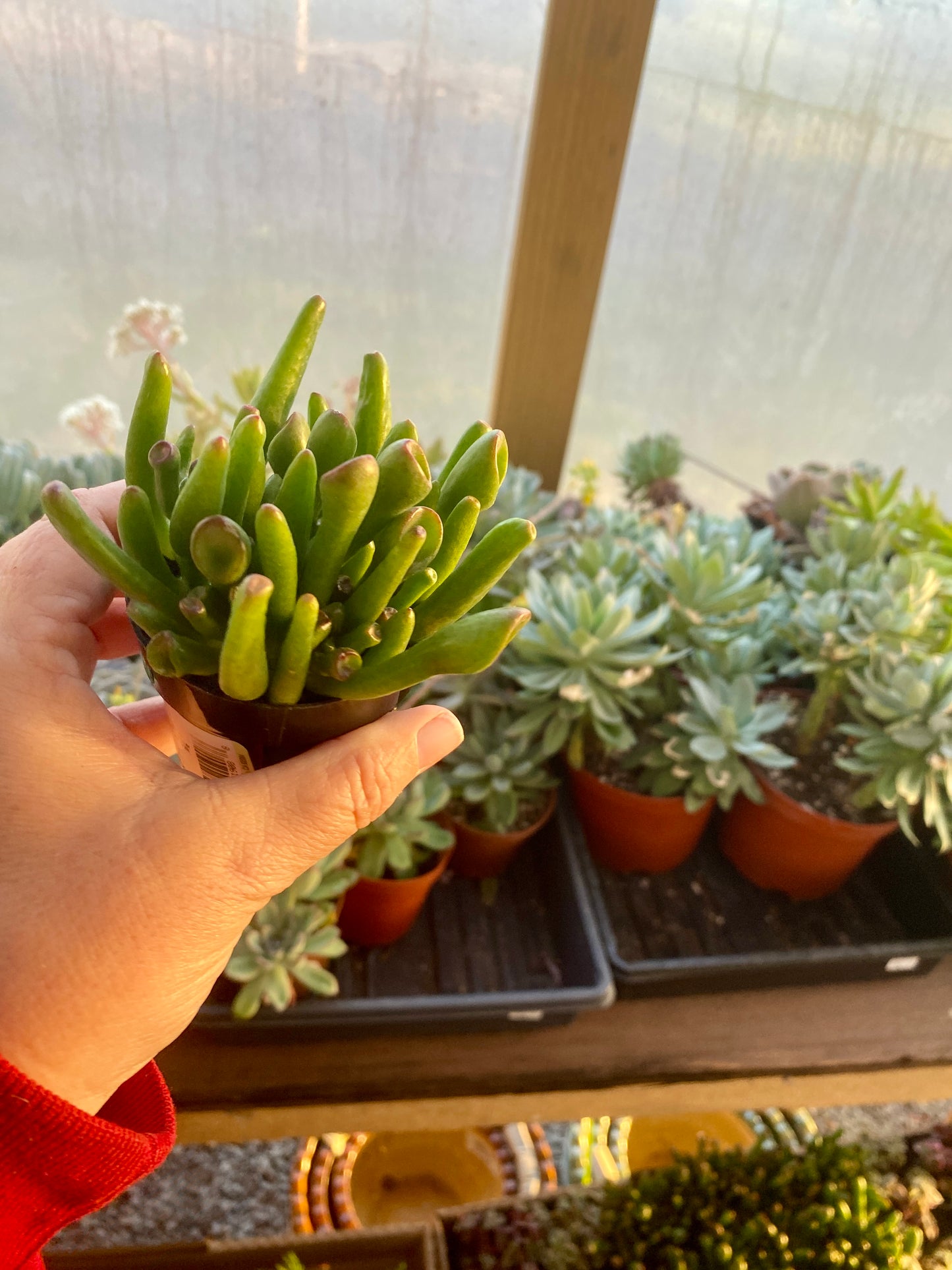 Succulent Ogre Ear Crassula ovata Gollum Jade 2.5” Pot Live Plant