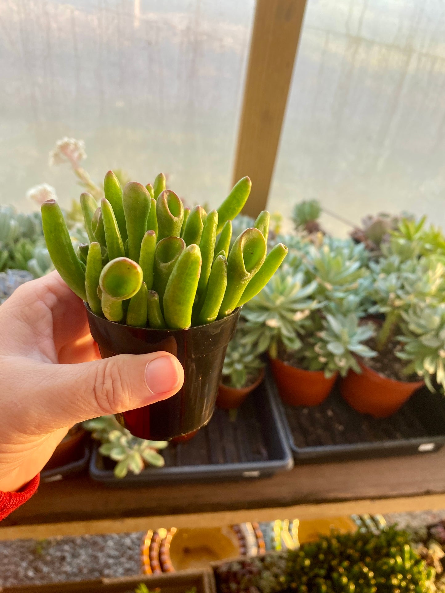 Succulent Ogre Ear Crassula ovata Gollum Jade 2.5” Pot Live Plant