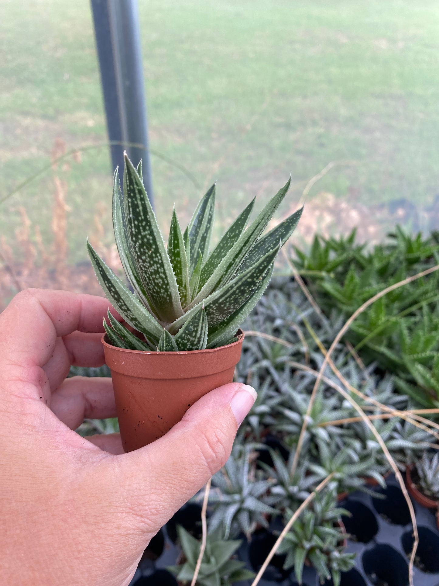 Succulent Gasteraloe Thais 2" Pot Live Plant