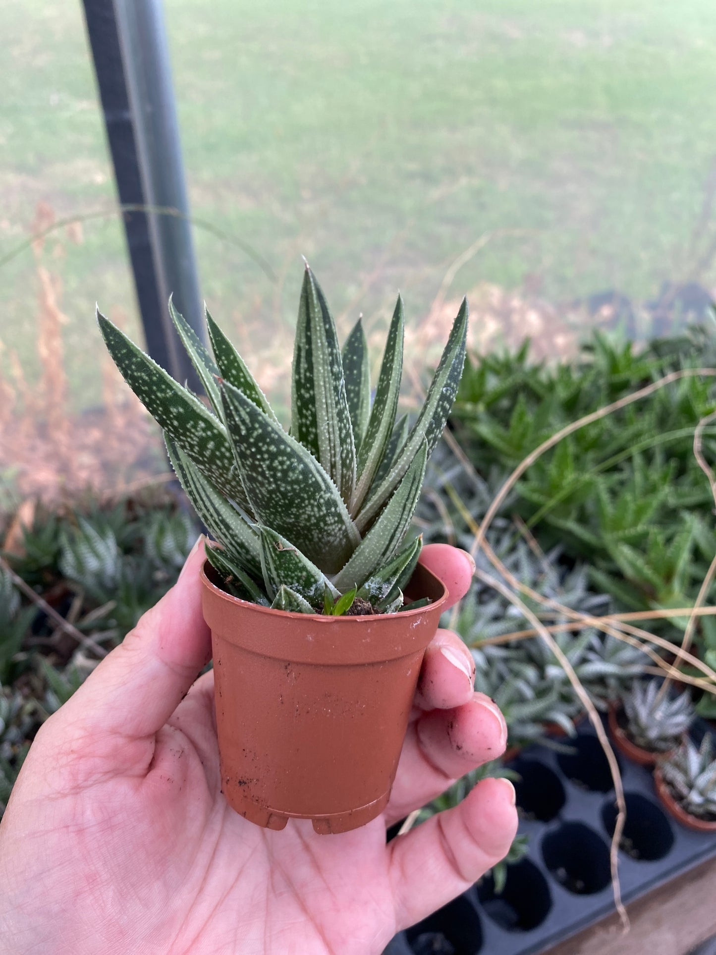 Succulent Gasteraloe Thais 2" Pot Live Plant