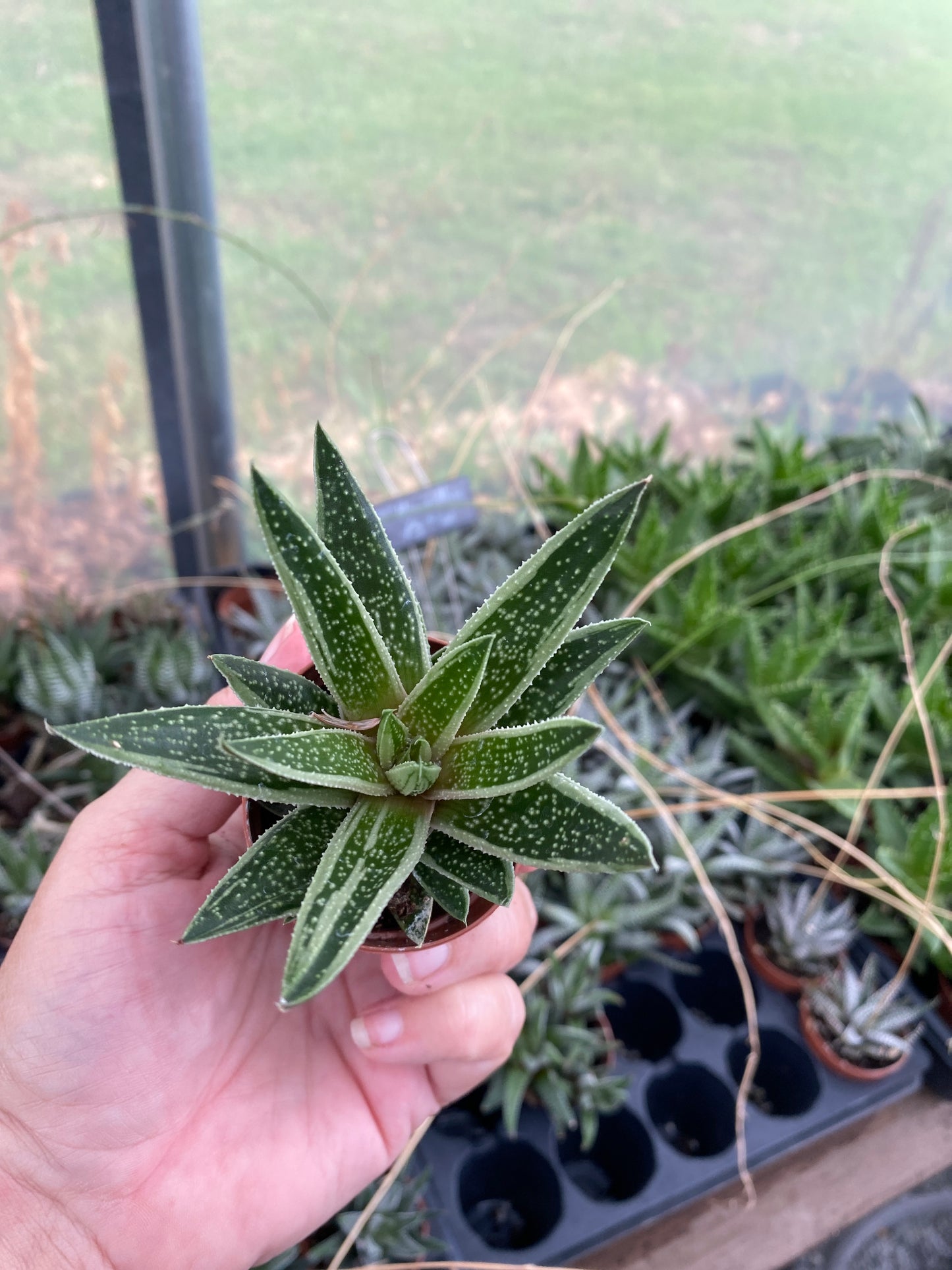 Succulent Gasteraloe Thais 2" Pot Live Plant