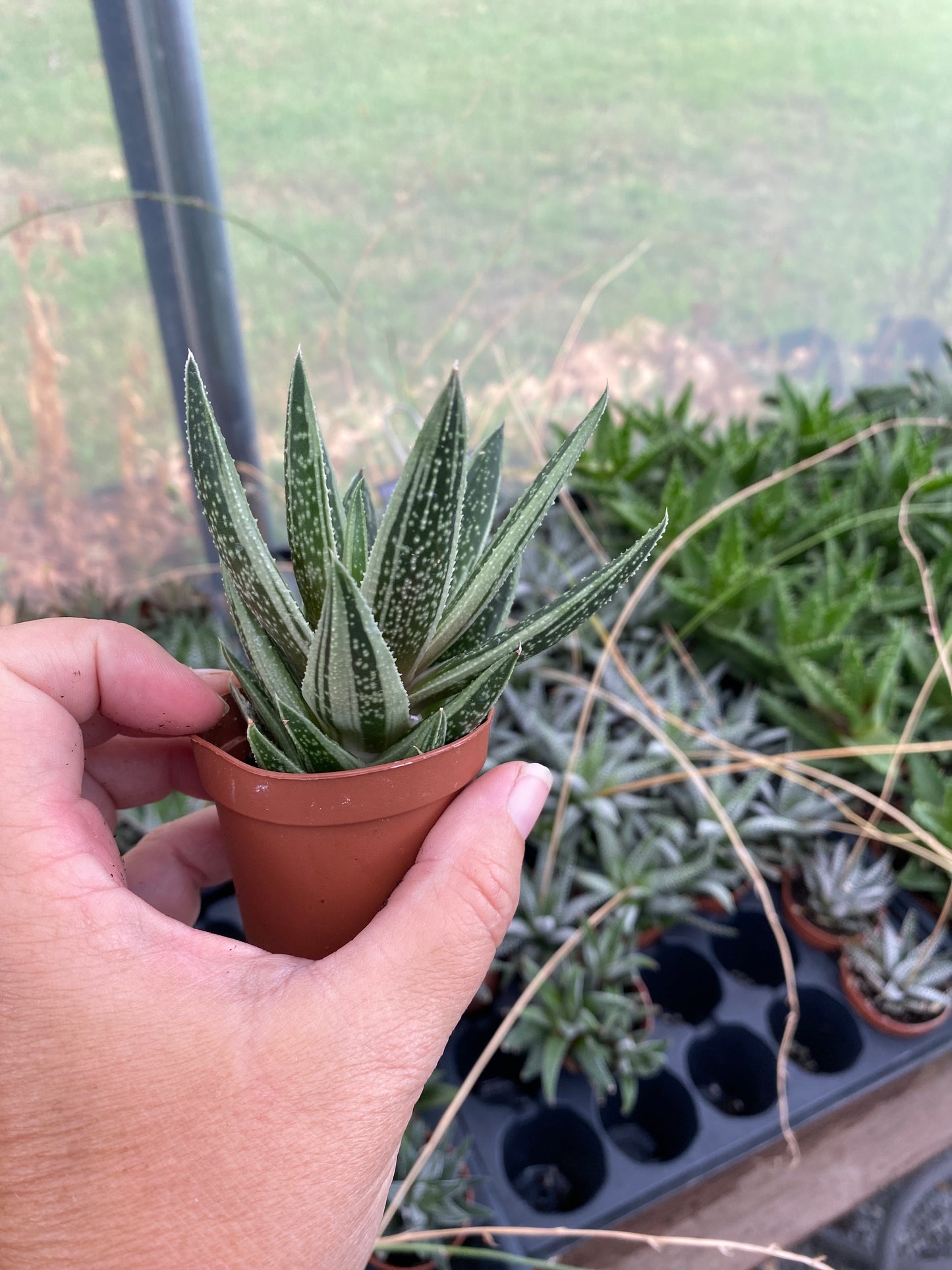 Succulent Gasteraloe Thais 2" Pot Live Plant