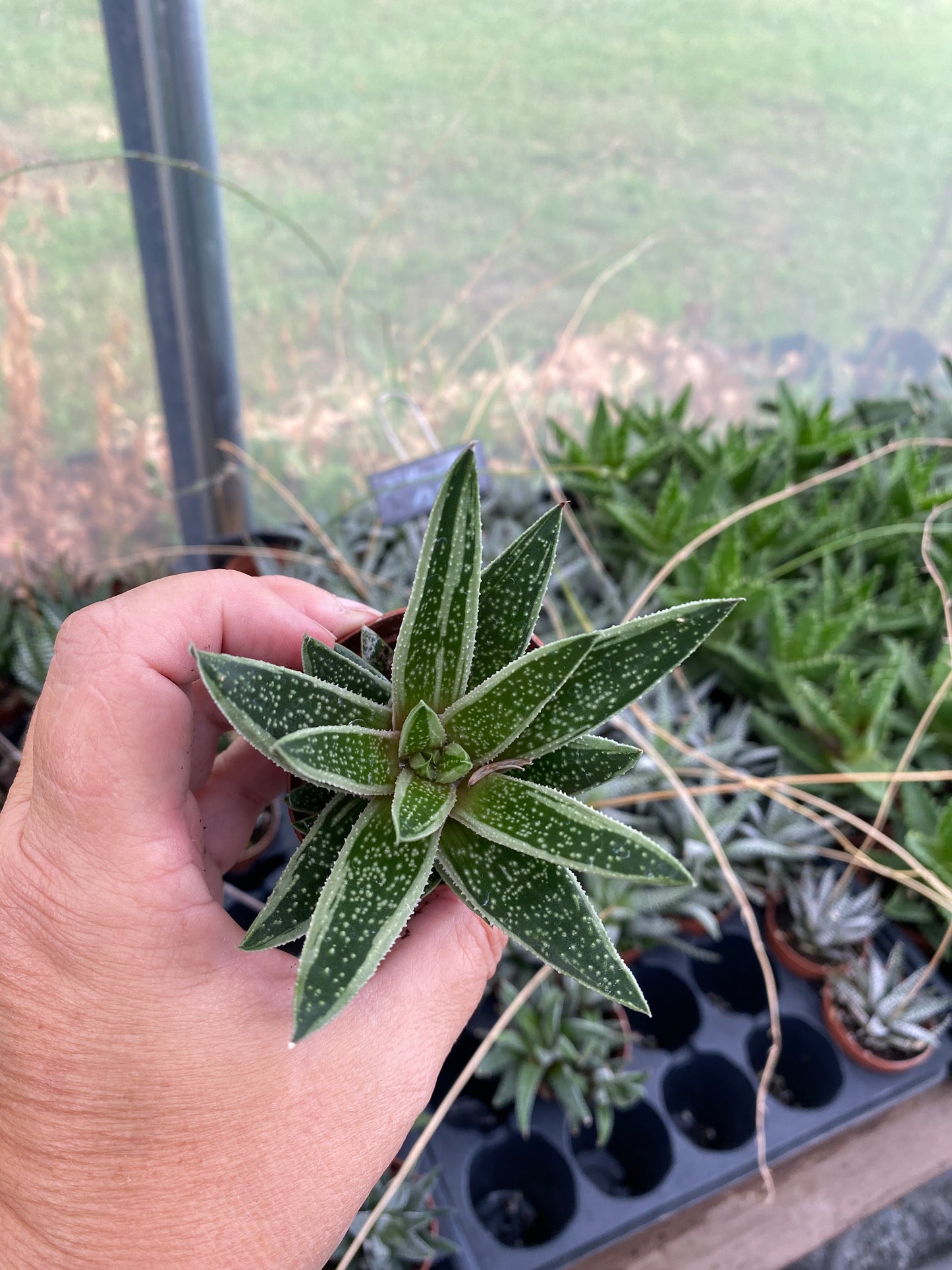 Succulent Gasteraloe Thais 2" Pot Live Plant