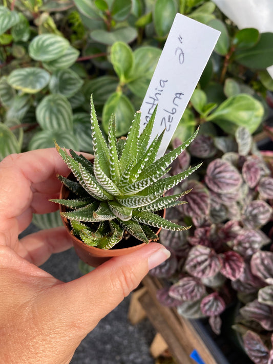 Succulent Haworthia Fasciata Zebra 2" Pot Live Plant