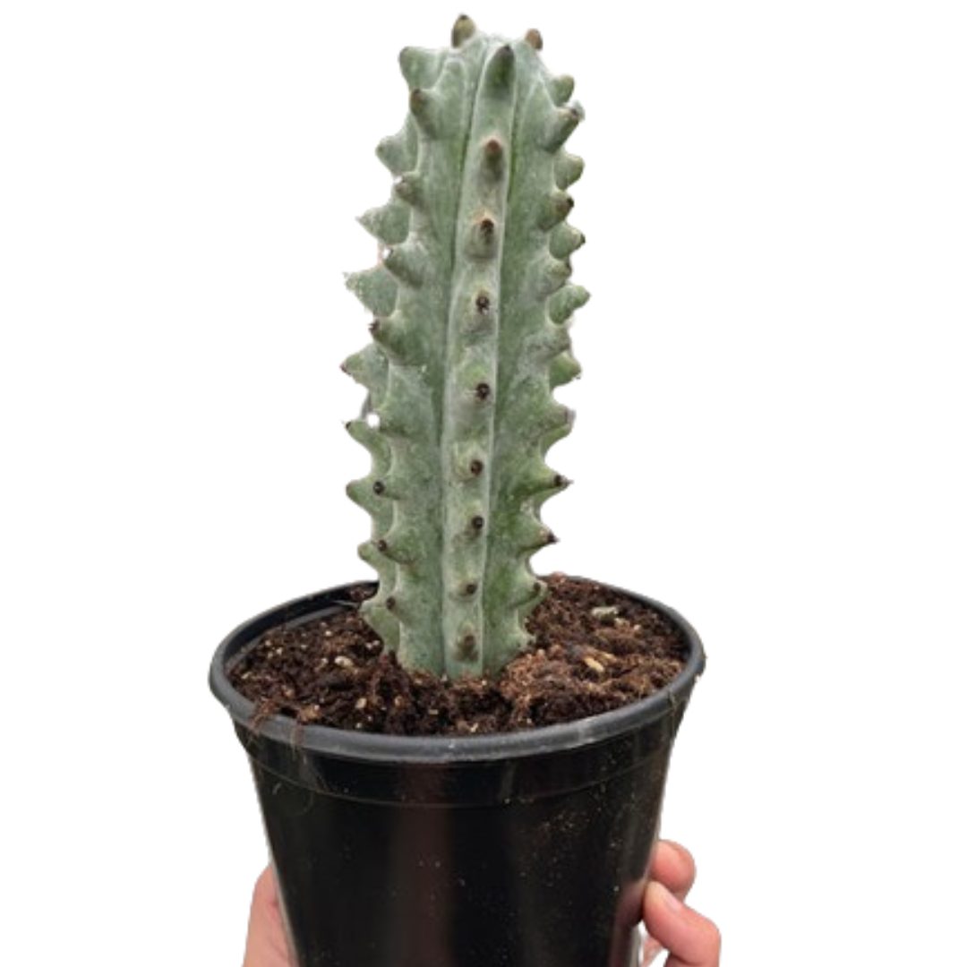 Succulent Cactus Ghost White Boobie 6" Pot Live Plant