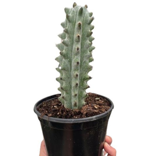 Succulent Cactus Ghost White Boobie 6" Pot Live Plant