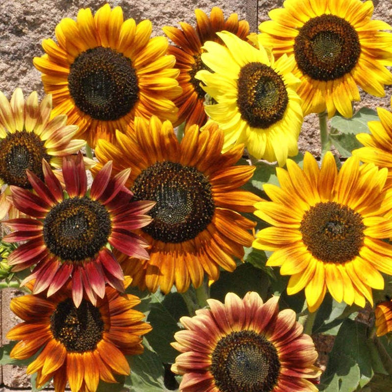 Sunflower Velvet Queen Open Pollinated Heirloom 15 Seeds