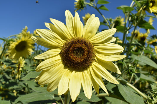 Seeds Sunflower Lemon Queen Open Pollinated Heirloom 20 Seeds Per Pack