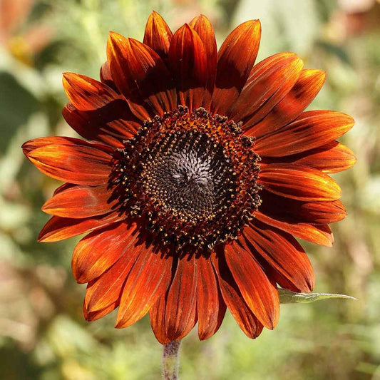 Seeds Sunflower Velvet Queen Open Pollinated Heirloom 15 Seeds