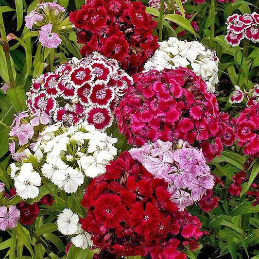 Seeds Sweet William Mix Open Pollinated 250 Heirloom Seeds Per Pack