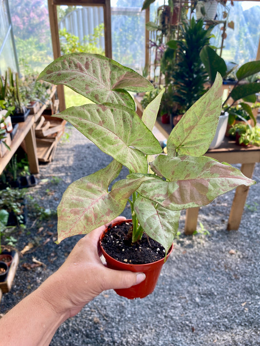 Syngonium Confetti Podophyllum Arrowhead Plant 4" Pot Live Plant