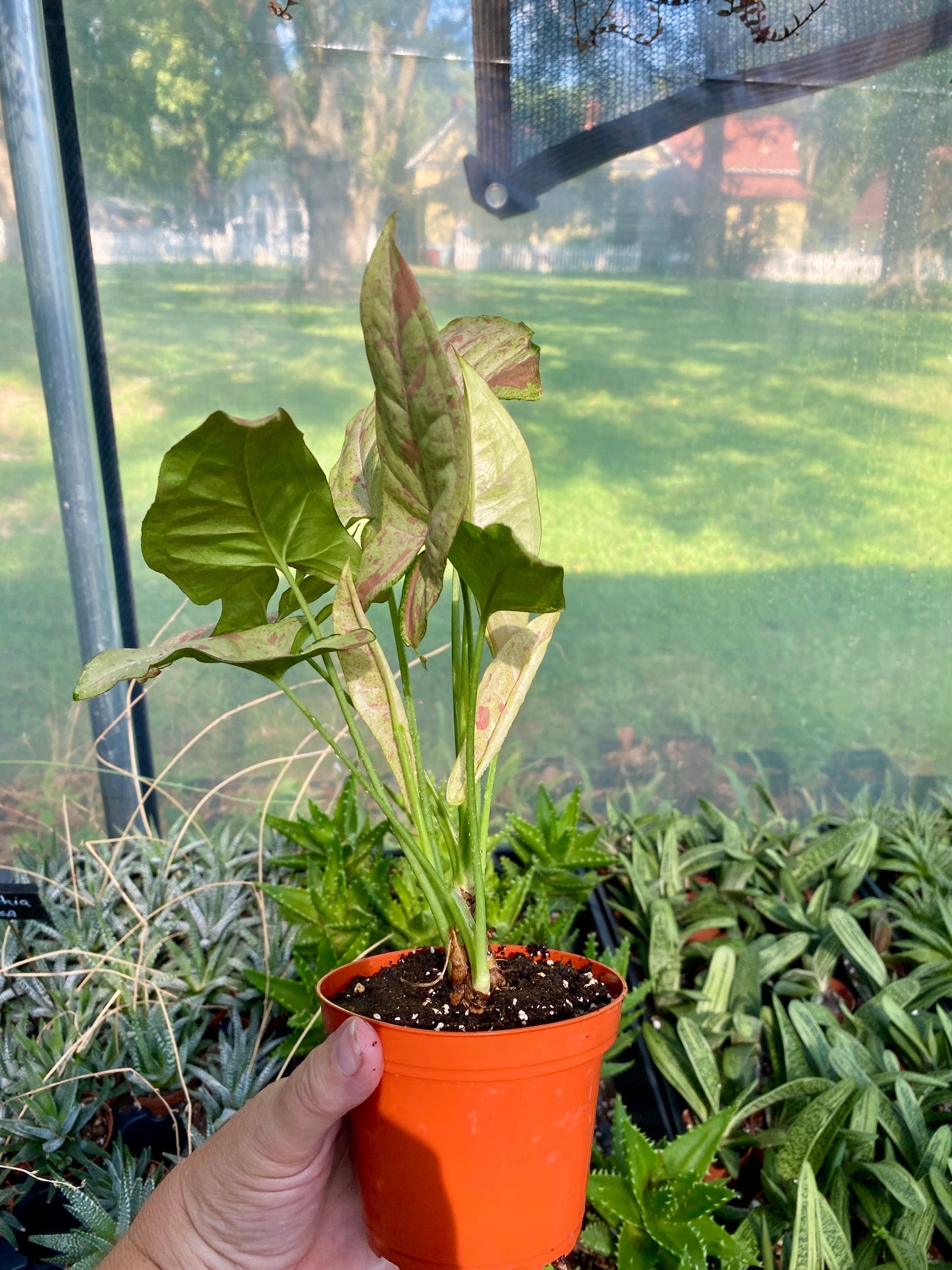 Syngonium Confetti Podophyllum Arrowhead Plant 4" Pot Live Plant