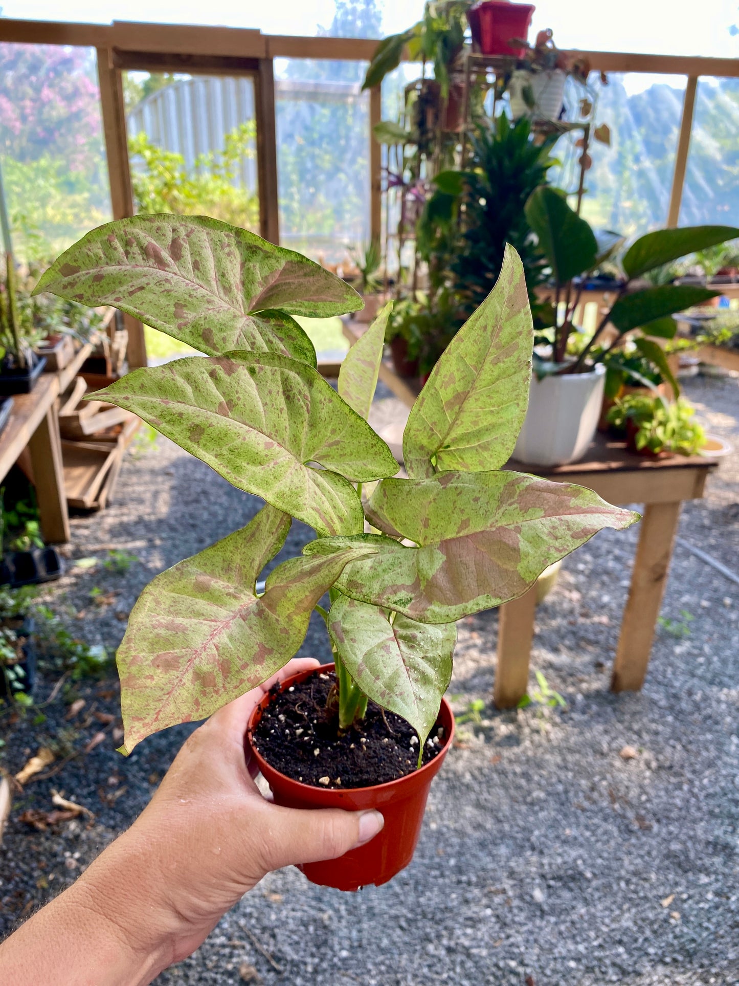 Syngonium Confetti Podophyllum Arrowhead Plant 4" Pot Live Plant