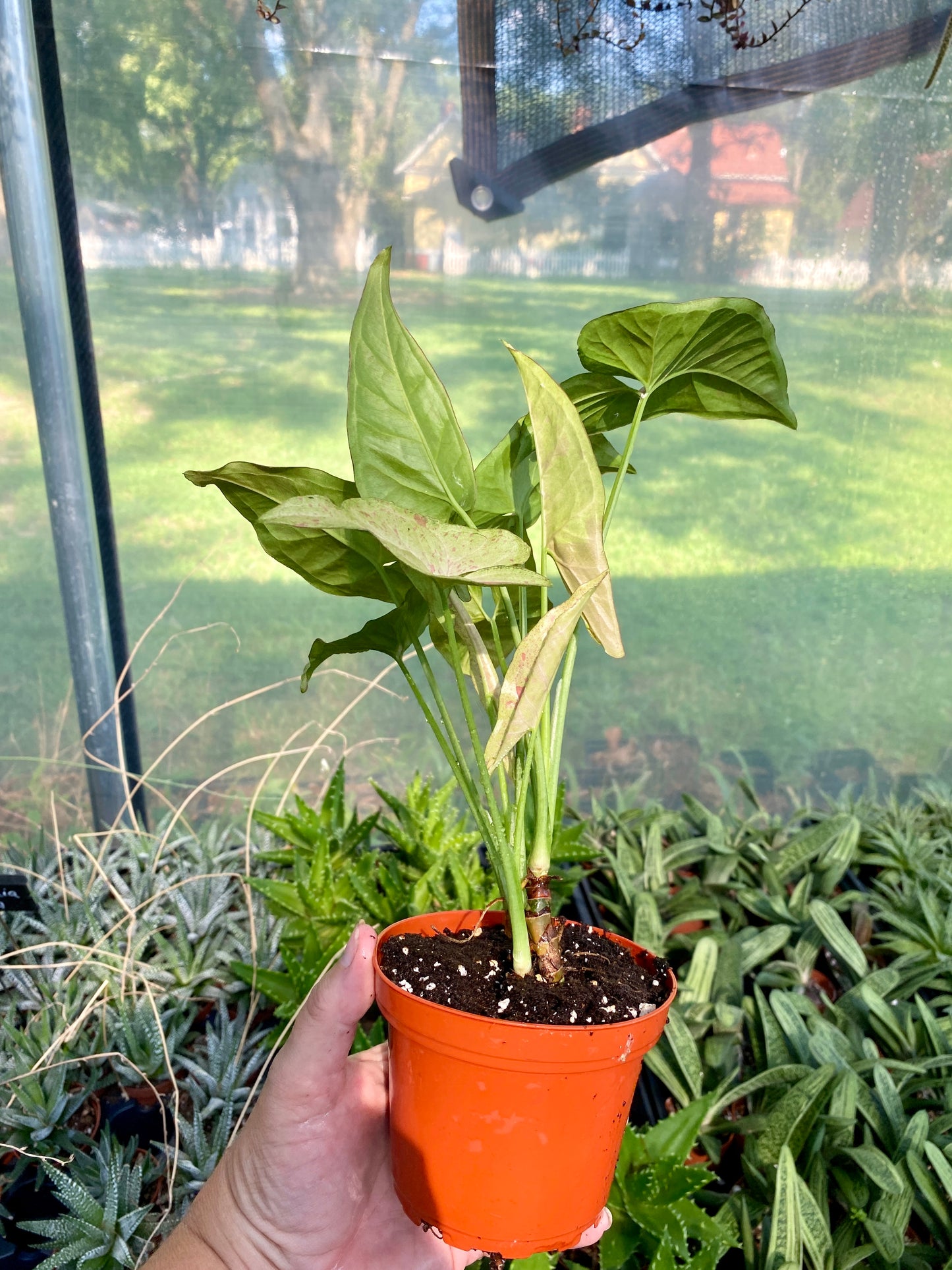 Syngonium Confetti Podophyllum Arrowhead Plant 4" Pot Live Plant