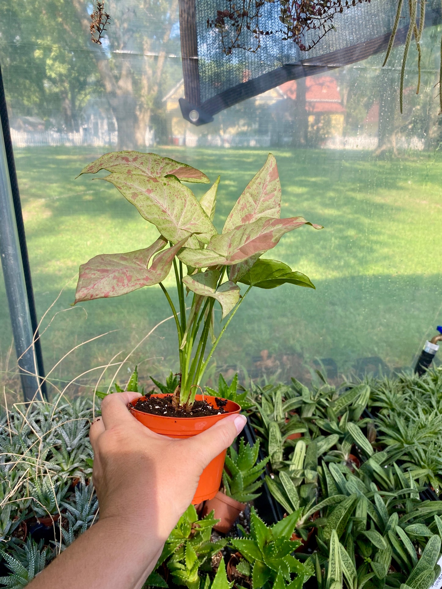 Syngonium Confetti Podophyllum Arrowhead Plant 4" Pot Live Plant