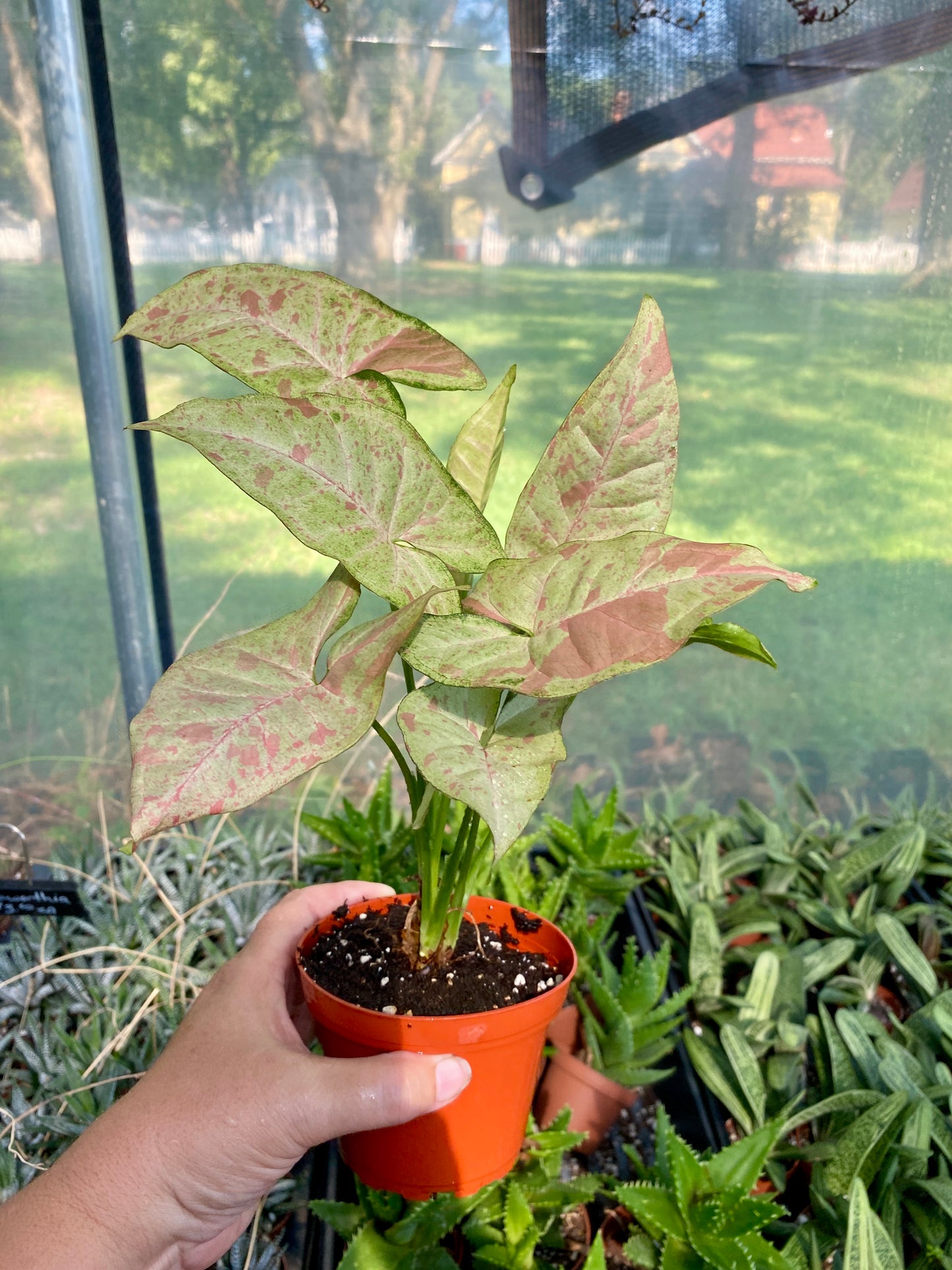 Syngonium Confetti Podophyllum Arrowhead Plant 4" Pot Live Plant