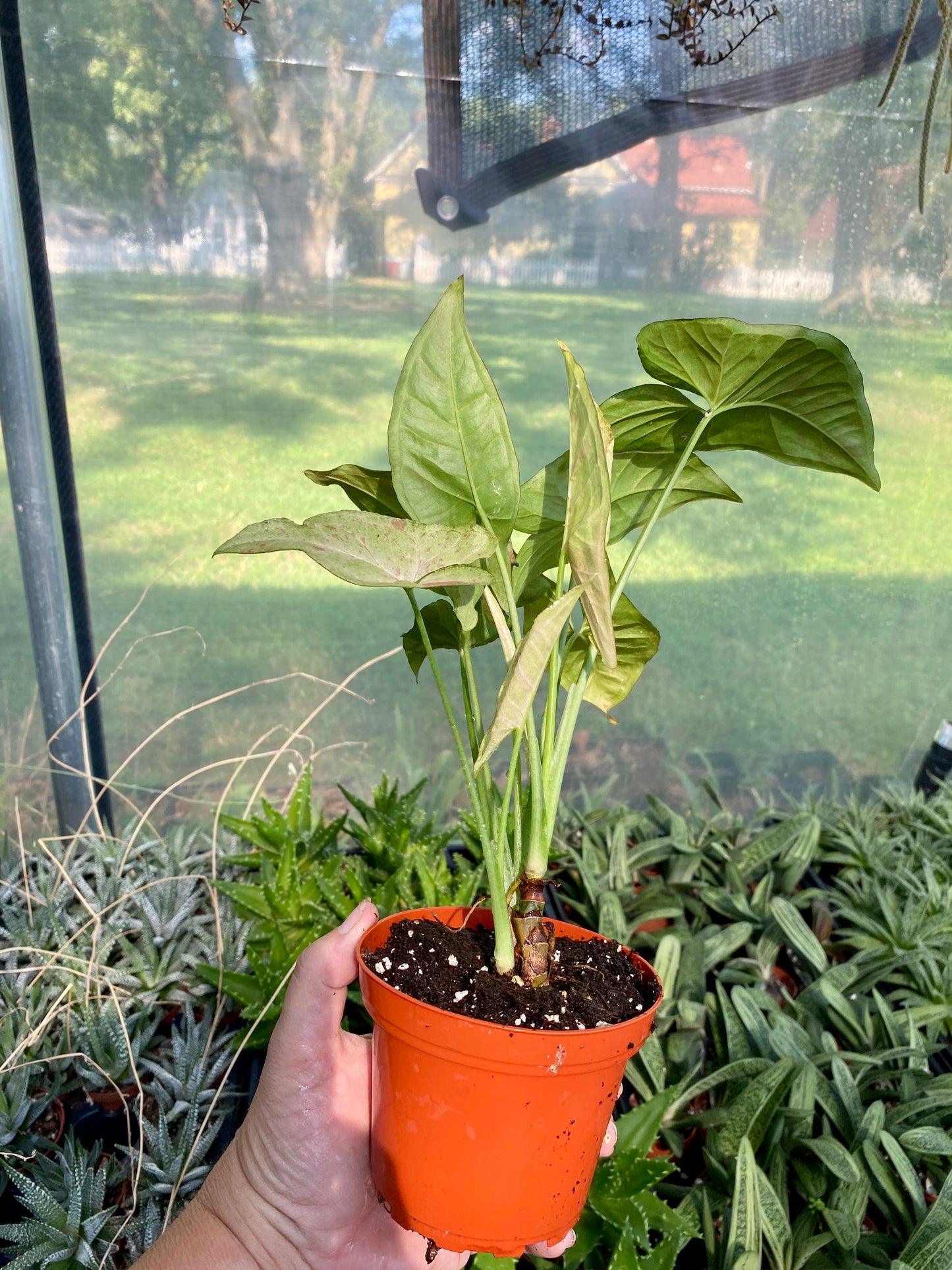 Syngonium Confetti Podophyllum Arrowhead Plant 4" Pot Live Plant