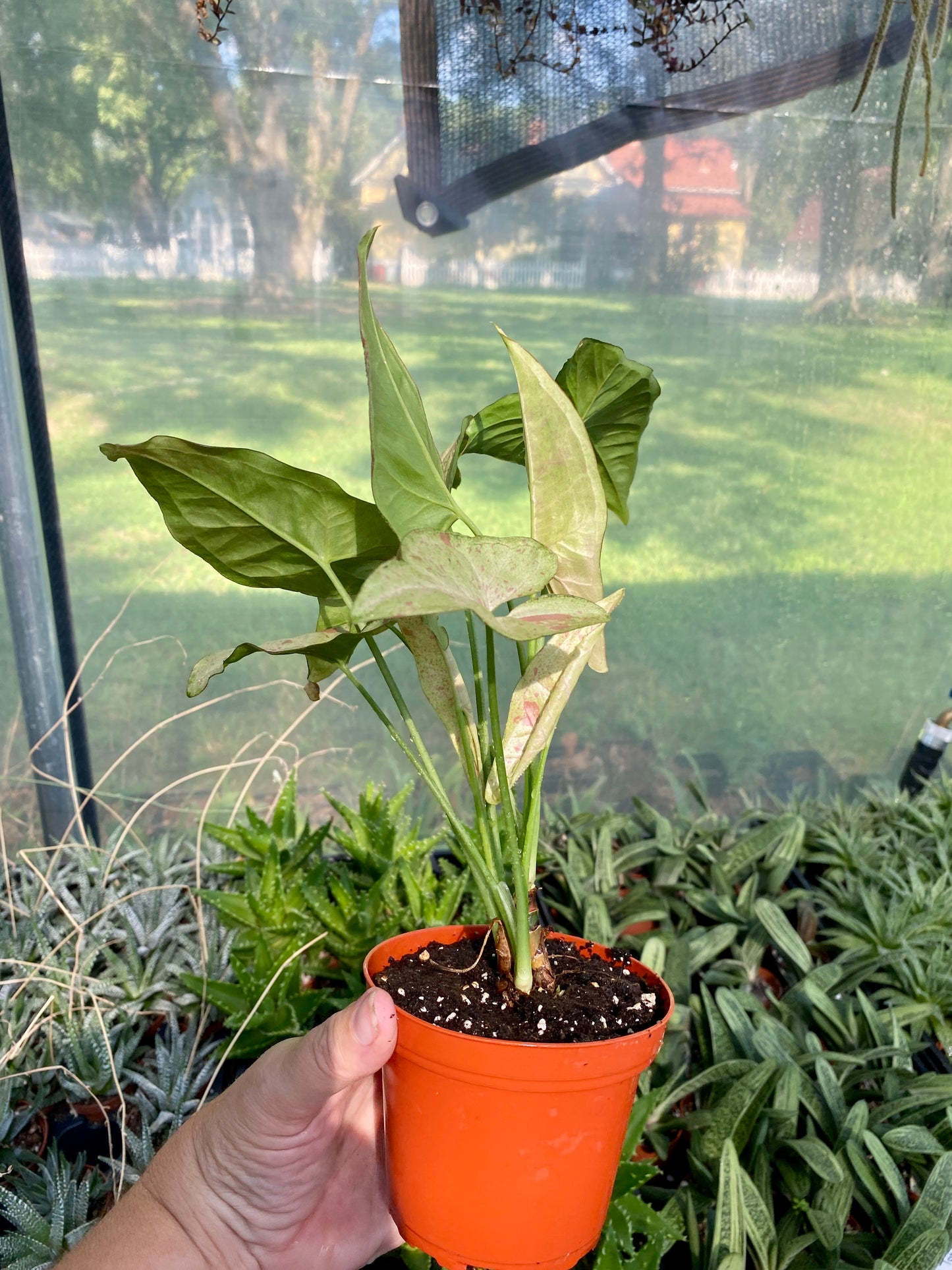 Syngonium Confetti Podophyllum Arrowhead Plant 4" Pot Live Plant