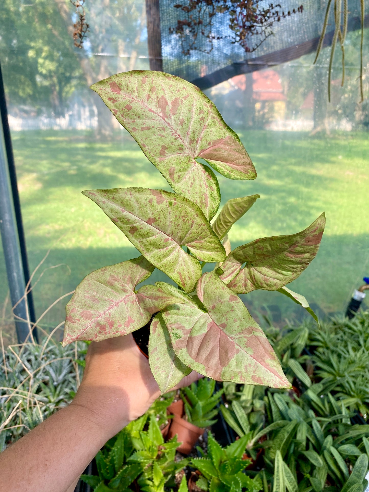 Syngonium Confetti Podophyllum Arrowhead Plant 4" Pot Live Plant