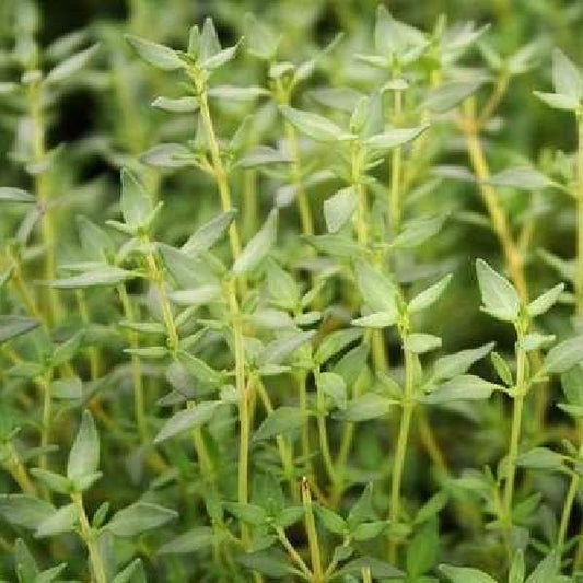 Herb Thyme French One Well Rooted Starter Plant