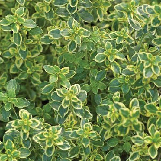 Herb Thyme Golden Lemon One Well Rooted Starter Plant