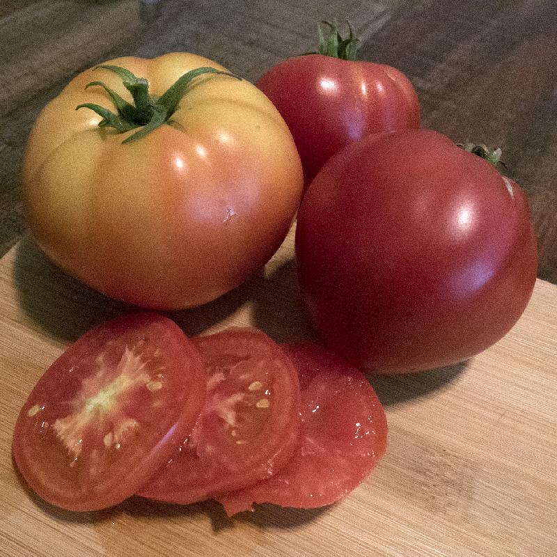 Tomato Abe Lincoln Slicer Open Pollinated Heirloom 50 Seeds