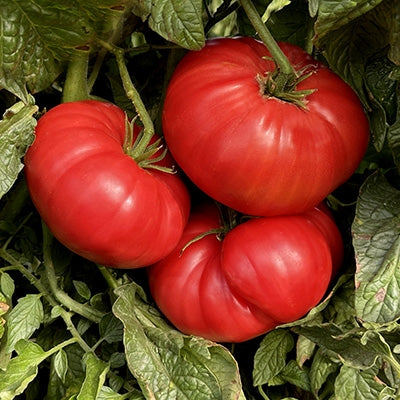 Seeds Tomato Beefsteak Open Pollinated Heirloom 30 Seeds Per Pack