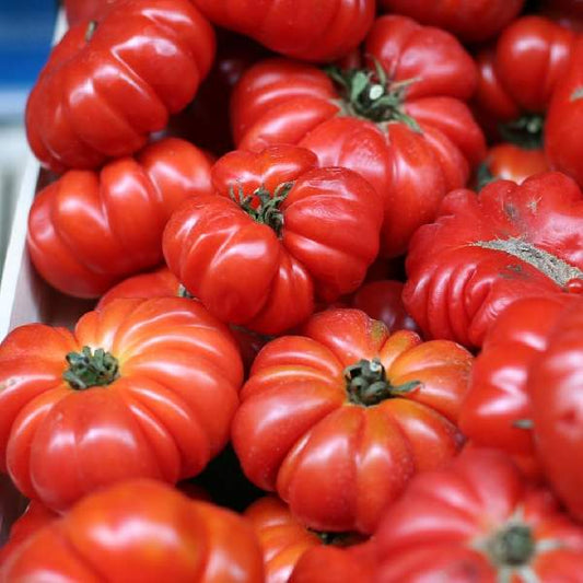 Tomato Beefsteak One Well Rooted Starter Plant