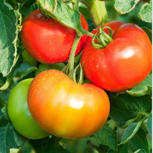 Tomato Big Boy Slicing One Well Rooted Starter Plant