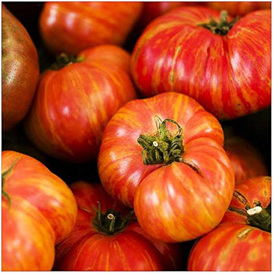 Seeds Tomato Big Rainbow Open Pollinated Heirloom 30 Seeds