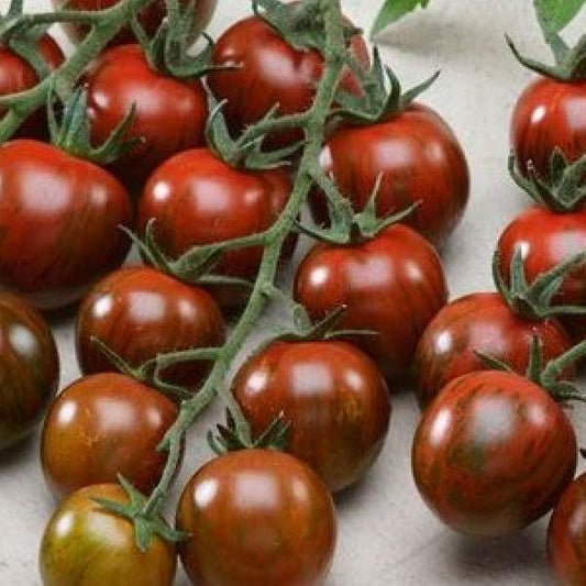 Tomato Black Cherry One Well Rooted Starter Plant