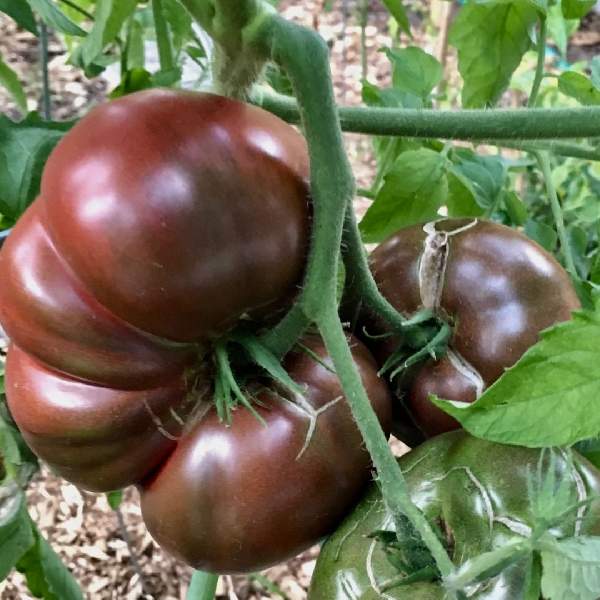 Tomato Cherokee Purple Beefsteak One Well Rooted Starter Plant