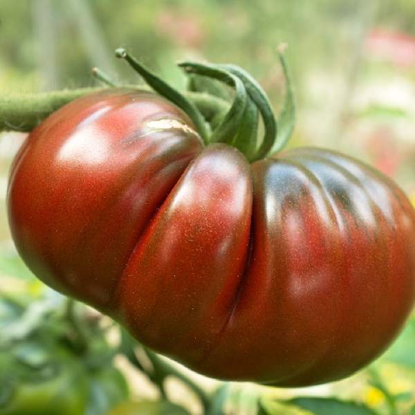 Tomato German Johnson Beefsteak One Well Rooted Starter Plant