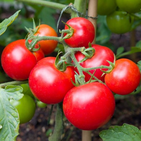 Seeds Tomato Moneymaker Open Pollinated Heirloom 30 Seeds