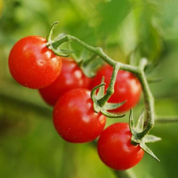 Tomato Cherry Pink Charmer One Well Rooted Starter Plant