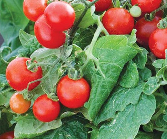 Seeds Tomato Tiny Tim Determinate Open Pollinated Heirloom 30 Seeds