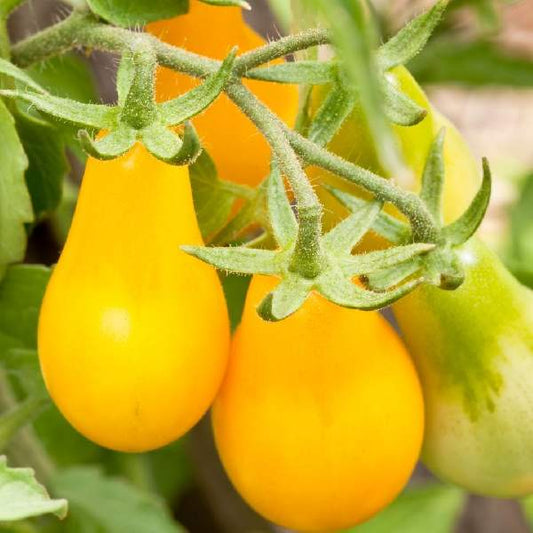 Tomato Yellow Pear One Well Rooted Starter Plant