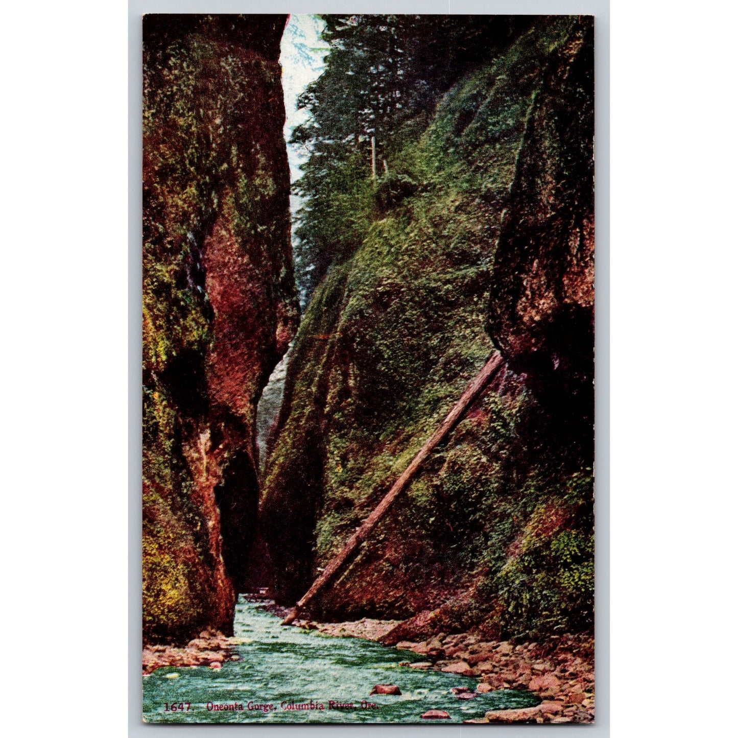 Columbia River OR Oregon Oneonta Gorge Postcard Scenic Hwy Divided Back Postcard