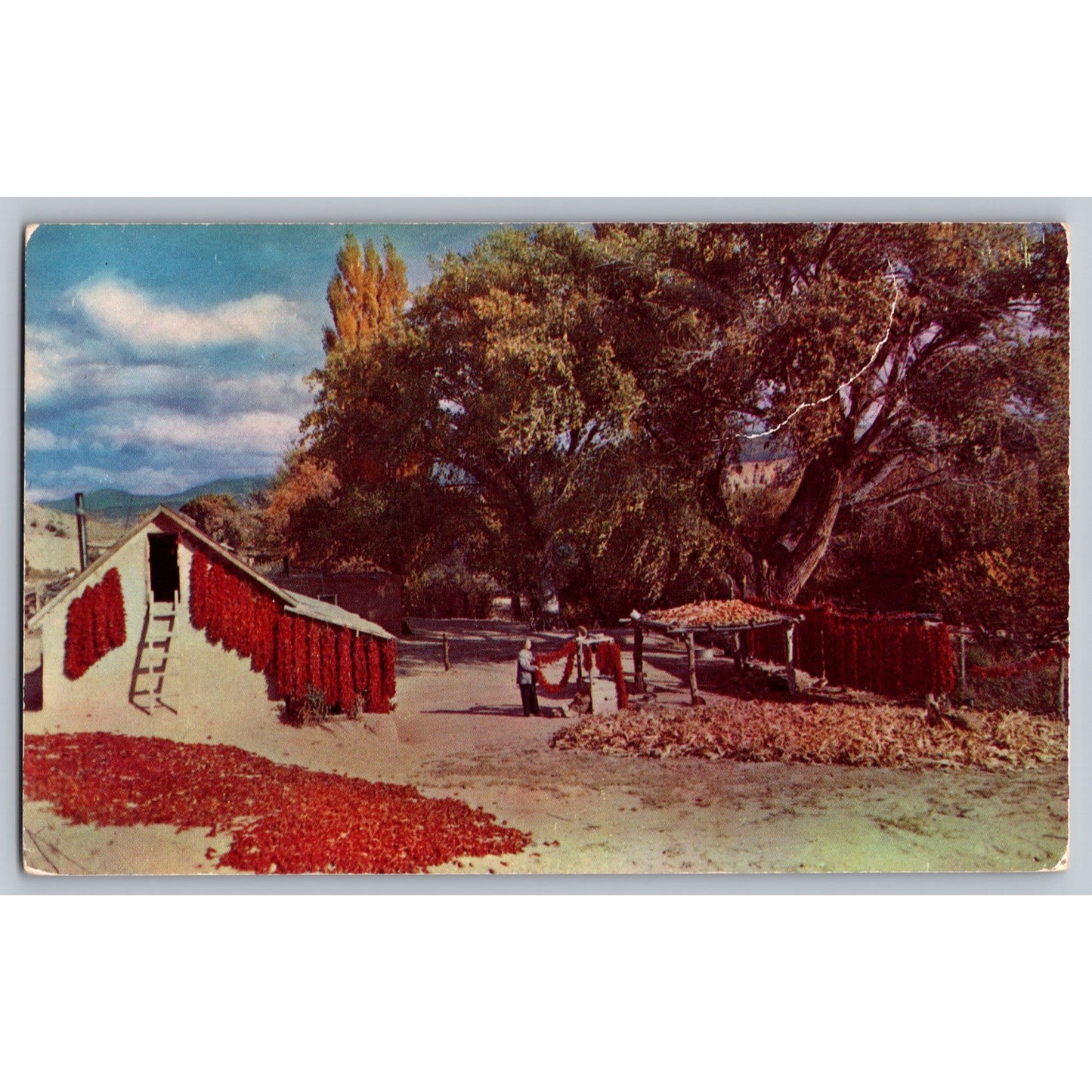 Albuquerque NM New Mexico Chili Harvest Scenic View Postcard Beck News Agency
