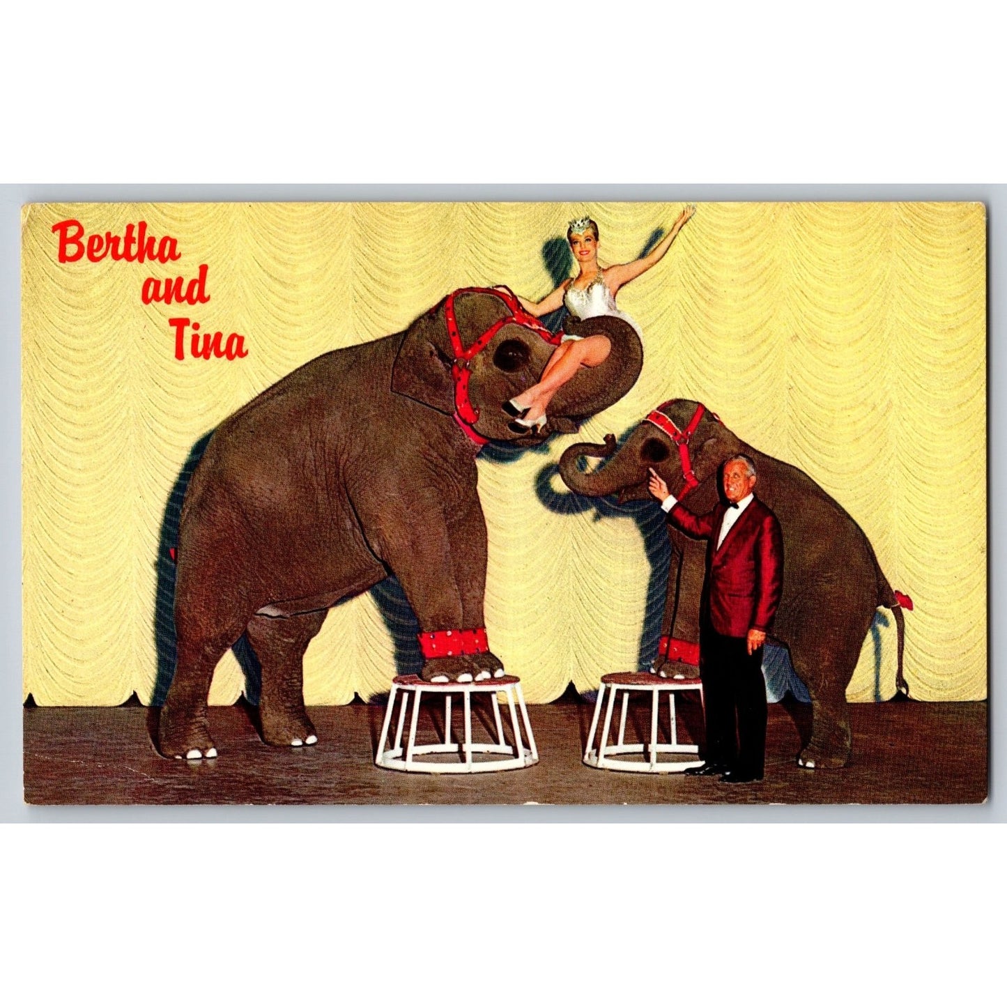 Sparks East Reno NV Nevada Circus Elephants John Ascuaga Nugget Chrome postcard