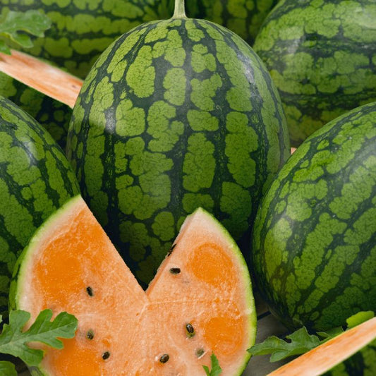 Watermelon Tendersweet Orange Citrullus lanatus Open Pollinated Heirloom 15 Seeds