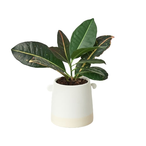 Knob Cylinder Pot - 5 Inch Planter