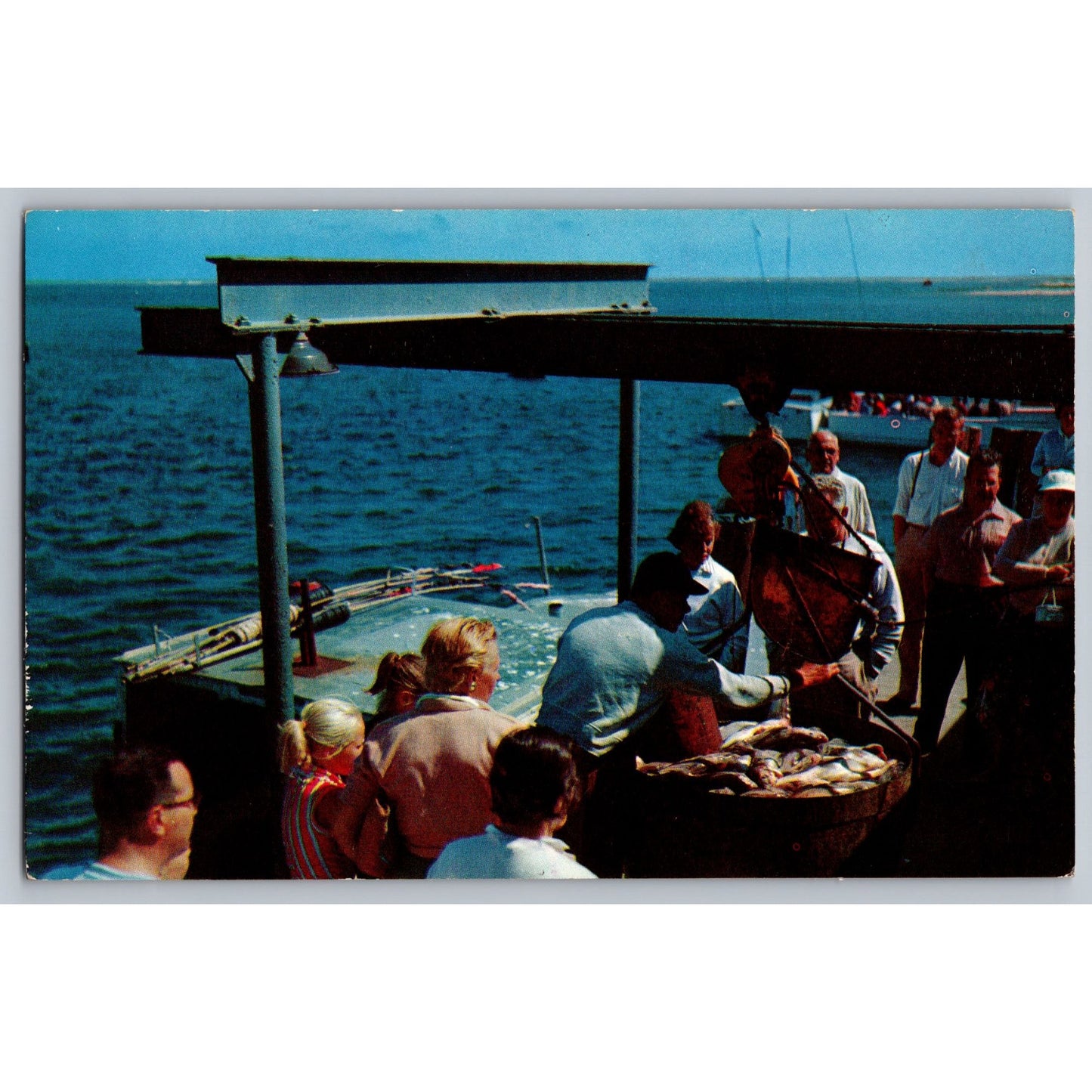 Cape Cod MA Massachusetts Bringing In The Catch Chrome Postcard Unused