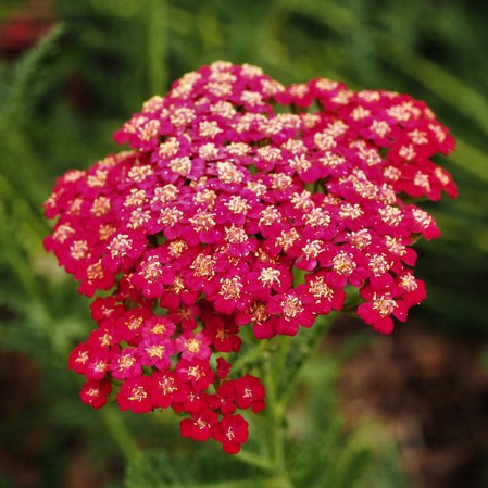 Seeds Yarrow Red Open Pollinated Heirloom 100 Seeds Per Pack