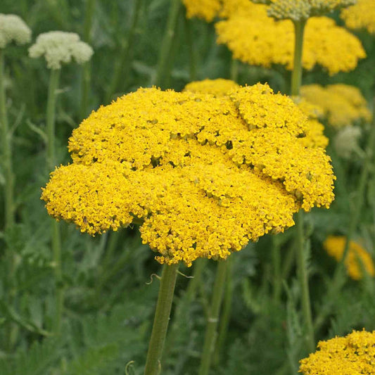 Seeds Yarrow Gold Yellow Open Pollinated Heirloom 100 Seeds Per Pack