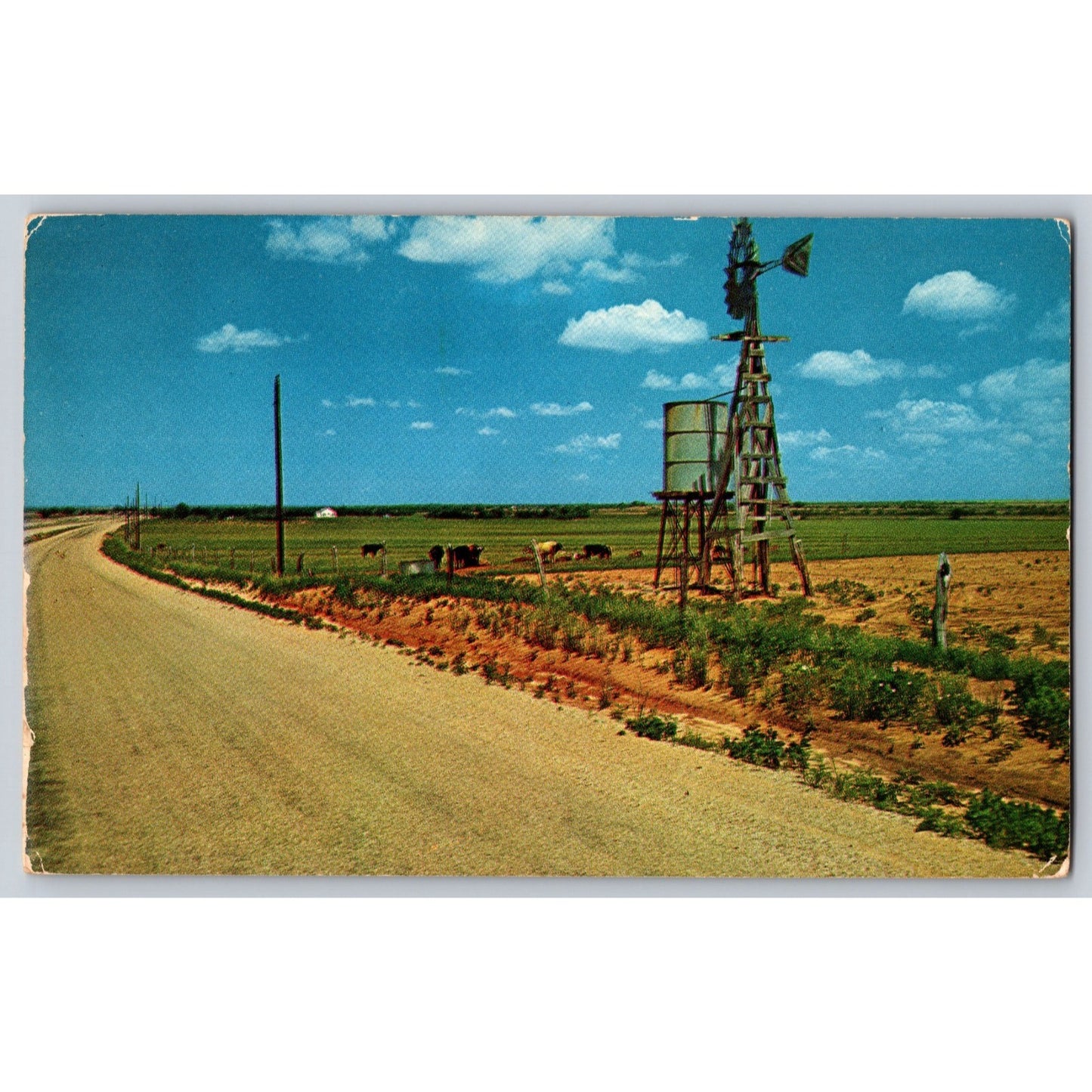 Postcard TX Texas Rural Windmill Water Tank and Cattle on Farm Road Chrome