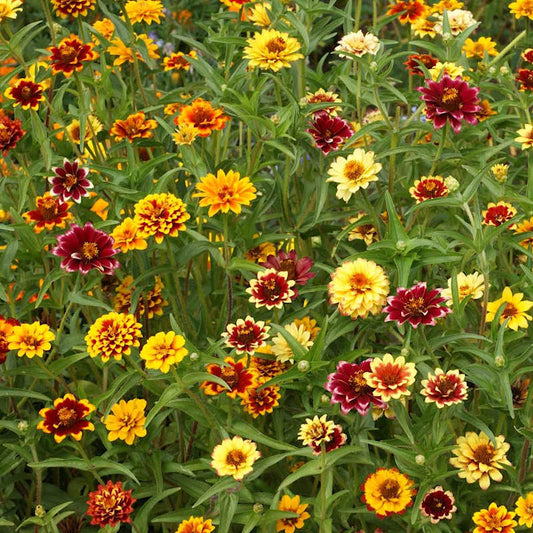 Seeds Zinnia Persian Carpet Open Pollinated Heirloom 100 Seeds Per Pack