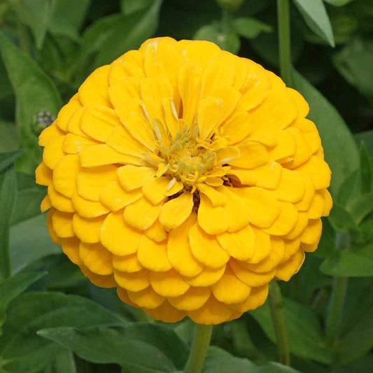 Seeds Zinnia Canary Bird Open Pollinated Heirloom 100 Seeds Per Pack