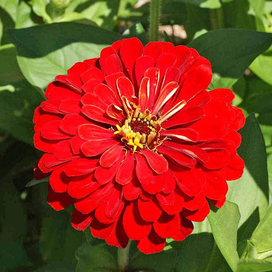 Seeds Zinnia Cherry Queen Open Pollinated Heirloom 100 Seeds Per Pack